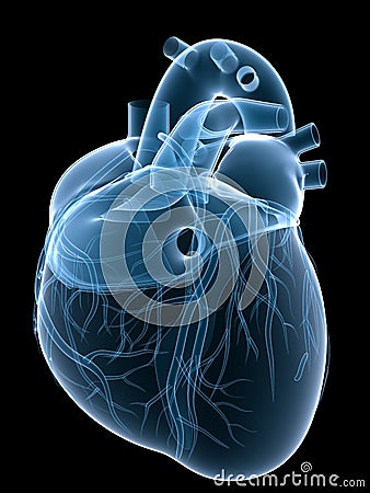 X-ray heart Cartoon Illustration