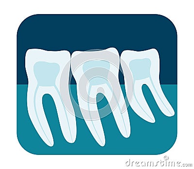 X-ray of human teeth. Three healthy molars on an x-ray. Vector illustration Cartoon Illustration