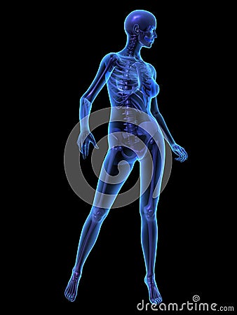 X-ray illustration of female human body and skelet Cartoon Illustration