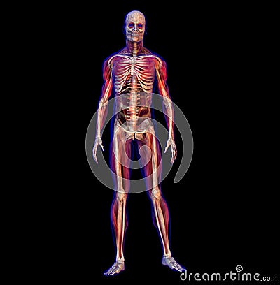 X-ray illustration of human male skeleton Cartoon Illustration