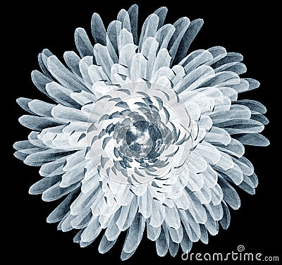 X-ray image of a flower isolated on black , Pompon Chrysanthemum Cartoon Illustration