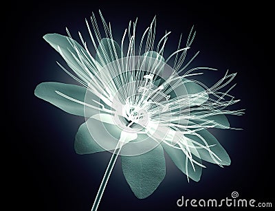 x-ray image flower isolated , passion flower Cartoon Illustration