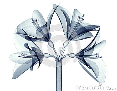 X-ray image of a flower isolated on white , the Amaryllis Cartoon Illustration