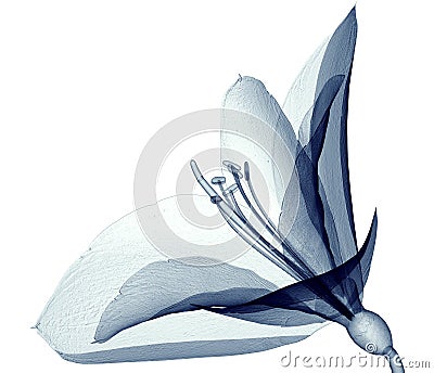 X-ray image of a flower isolated on white , the Amaryllis Cartoon Illustration