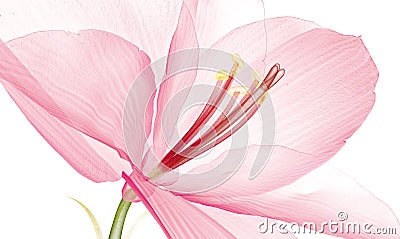 X-ray image of a flower isolated on white, the Ameryllis 3d ill Cartoon Illustration