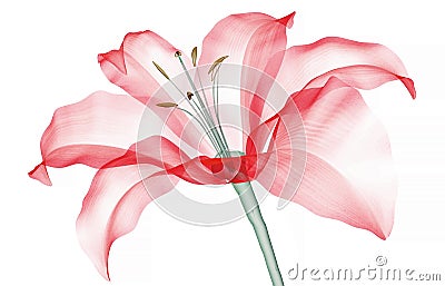 X-ray image of a flower isolated on white , the Lily Cartoon Illustration