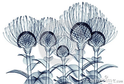 x-ray image of a flower isolated on white , the Nodding Pincushion Cartoon Illustration