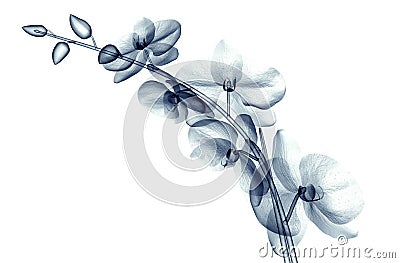 X-ray image of a flower isolated on white , the orchide Cartoon Illustration