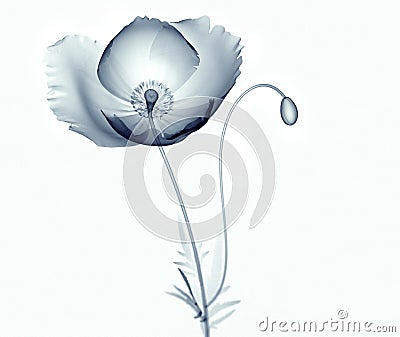 X-ray image of a flower isolated on white , the poppy Papaver Cartoon Illustration