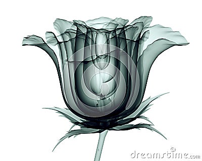 X-ray image of a flower isolated on white , the rose Cartoon Illustration