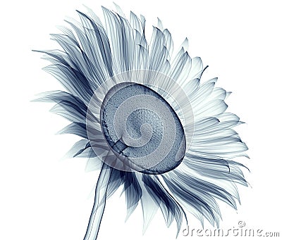 X-ray image of a flower isolated on white , the sunflower Cartoon Illustration