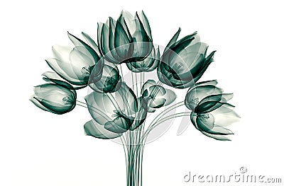 X-ray image of a flower isolated on white , the tulip Cartoon Illustration