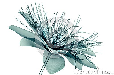 X-ray image flower , passion flower Cartoon Illustration