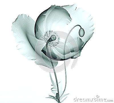 X-ray image of a flower on white , the poppy Stock Photo