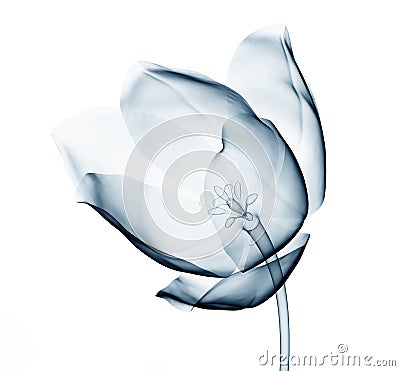 X-ray image of a flower on white , the tulip Cartoon Illustration