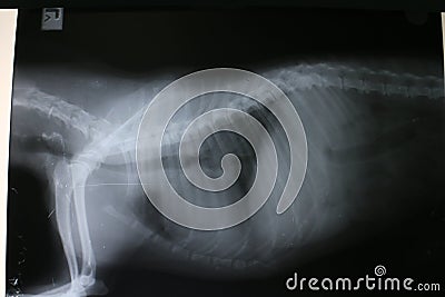 X-ray picture of thoracic and abdominal cavity of miniature Pinscher Stock Photo
