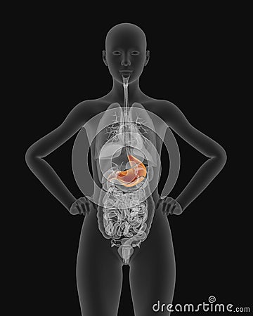 X-ray picture of woman stomach visible 3d illustration Cartoon Illustration