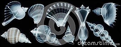 X-ray image of seashells displaying intricate internal structures on a dark background Stock Photo