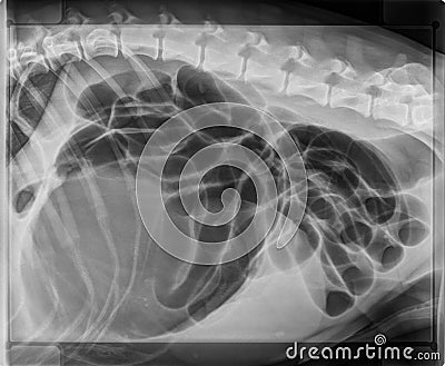 DOG STOMACH BLOAT AND TORSION X-RAY Stock Photo
