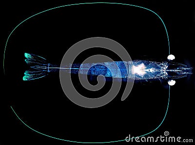 X ray shrimp Stock Photo