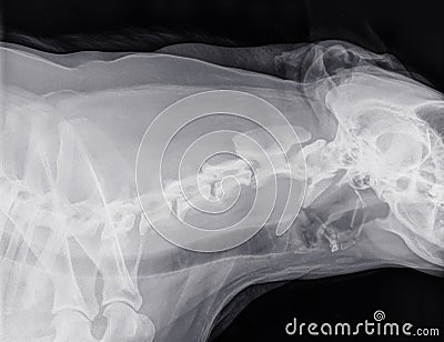 X-ray of the side of the neck of a dog with normal cervical vertebrae Stock Photo