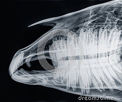 X-ray of the skull of a horse, side view Stock Photo