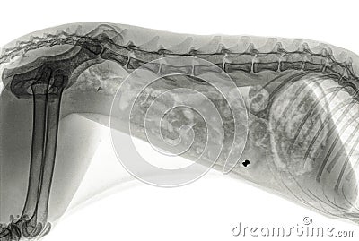 X-ray of a the thorax of a dog in side view Stock Photo