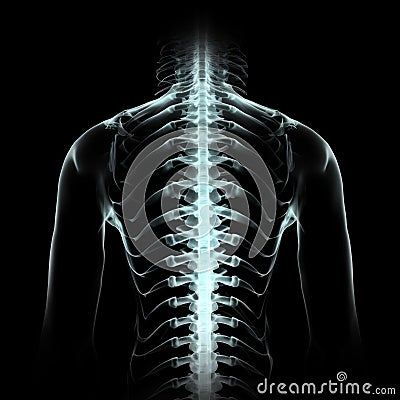 A X-ray view of a human torso highlighting the spinal column and rib cage. portrays a clinical and anatomical study Stock Photo