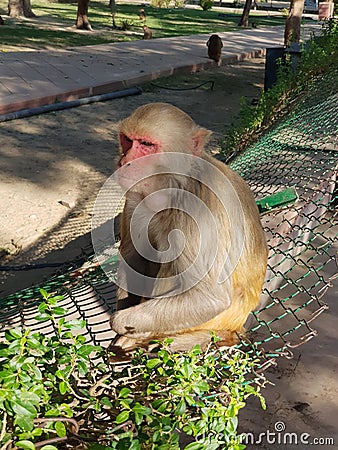 & x28;Rheus macaque& x29; monkey with angry face Stock Photo