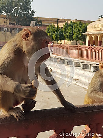 & x28;Rheus macaque& x29; monkey eating ground nuts Stock Photo