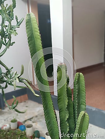 It's a Cereus Repandus Stock Photo