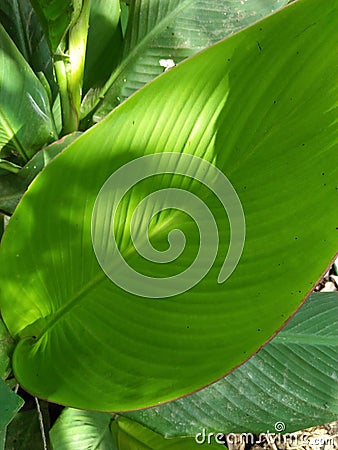 CANNA PRETORIA AMAZING MULTICOLOR FOLIAGE BENGAL TIGER CANNA Stock Photo