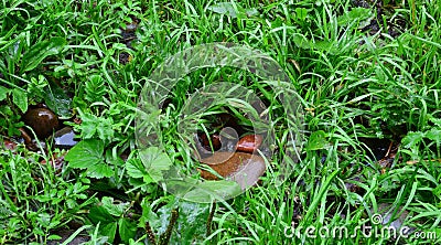 It's raining. Wet grass and stones. Drops. Stock Photo