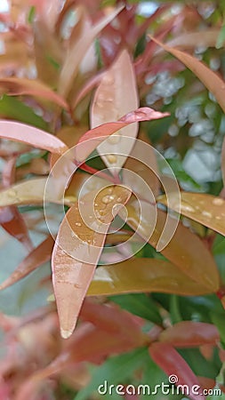 A Symphony of Beauty: Unveiling the Majestic Nandina Domestica Stock Photo