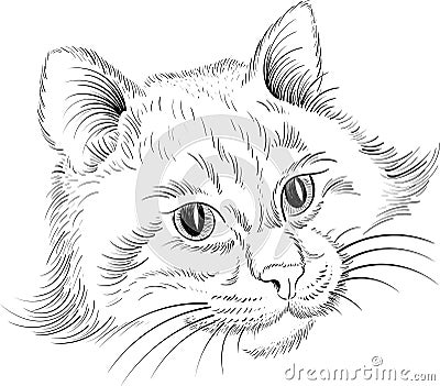 The Vector logo cat for tattoo or T-shirt design or outwear. Stock Photo