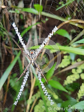 X WILD SPIDER TRAP AND KAMUFLAGE Stock Photo