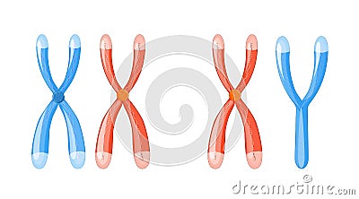 X and Y chromosomes with dna on a white background Vector Illustration