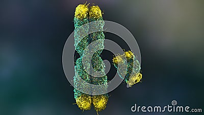 X and Y Chromosomes with Telomeres for genetic research and aging Stock Photo