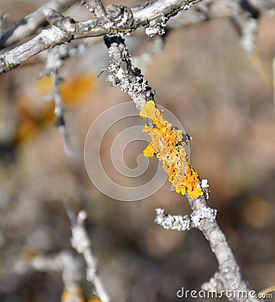 Xanthoria parietina, Orange Lichen, Yellow Lichen growing on three, close up photo Stock Photo