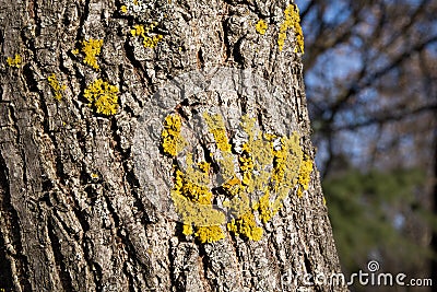 Xanthoria parietina, Orange Lichen, Yellow Lichen growing on three, close up photo Stock Photo