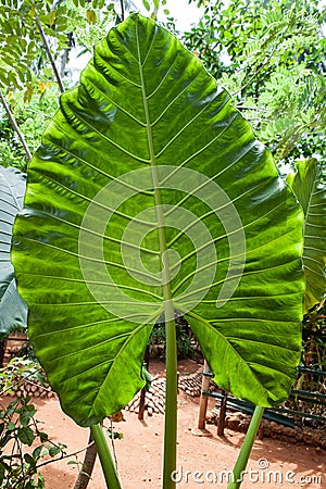 Xanthosoma, elephant's ear. Green giant leaf Stock Photo