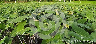 Xanthosoma sagittifolium Plant image in india village farm image Stock Photo