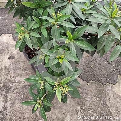 Xantos Lemon plant has small yellow flower Stock Photo