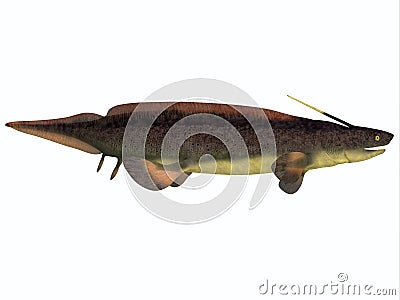 Xenacanthus Fish on White Stock Photo
