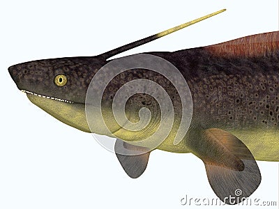 Xenacanthus Shark Head Stock Photo