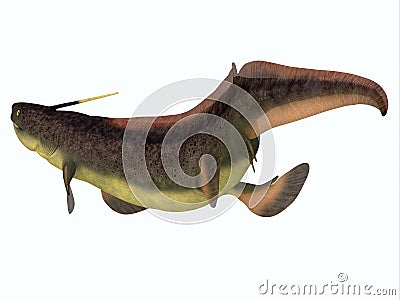 Xenacanthus Shark Tail Stock Photo