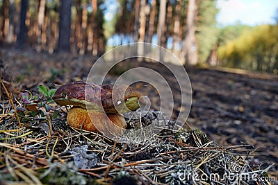 Xerocomus badius edible mushroom Stock Photo