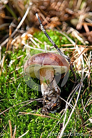 Xerocomus badius mushroom on green grass Stock Photo