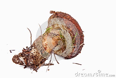 Xerocomus badius mushroom isolated on white Stock Photo