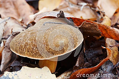 Xerocomus subtomentosus Stock Photo